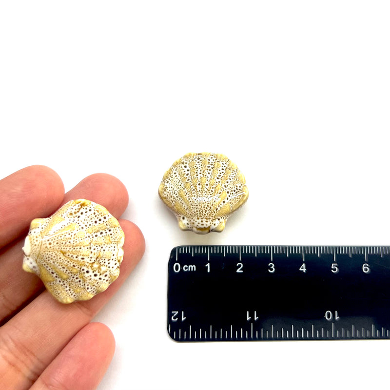 Concha, Porcelana, Beads